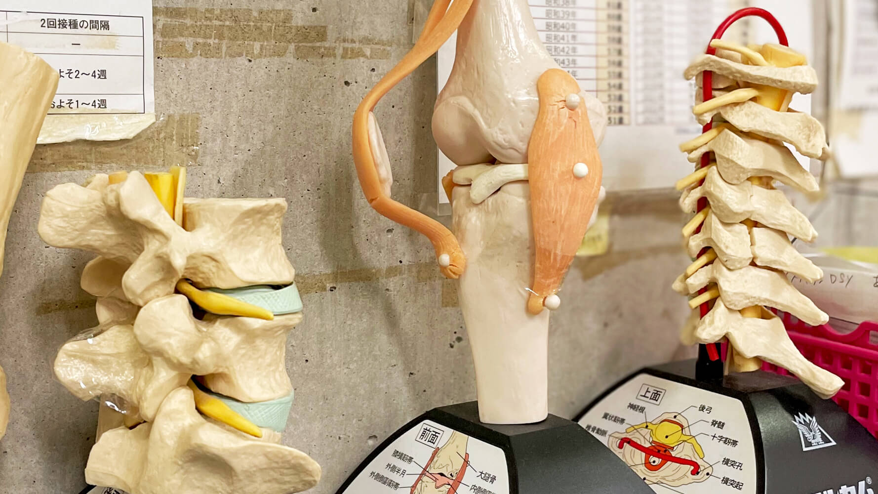 新谷医院　骨の模型